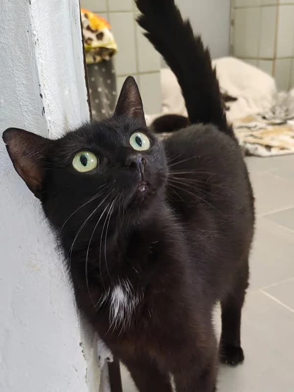 Juno, schwarz female European Shorthair for adoption at Tierheim Wetzlar, Wetzlar