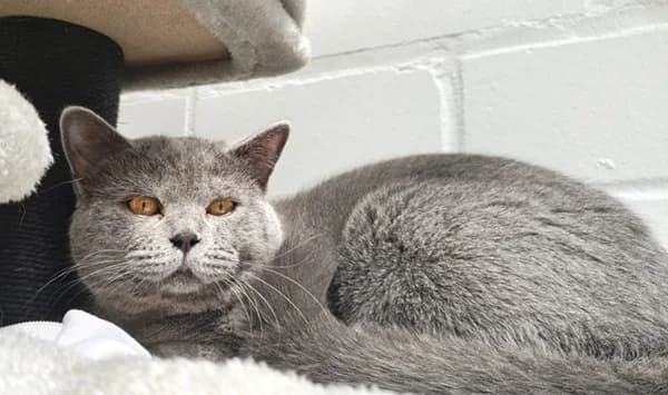Kenai, blau male British Shorthair for adoption at Tierheim Wetzlar, Wetzlar