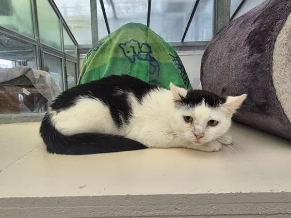 Kiwi, female Mixed Breed for adoption at Tierheim Wetzlar, Wetzlar