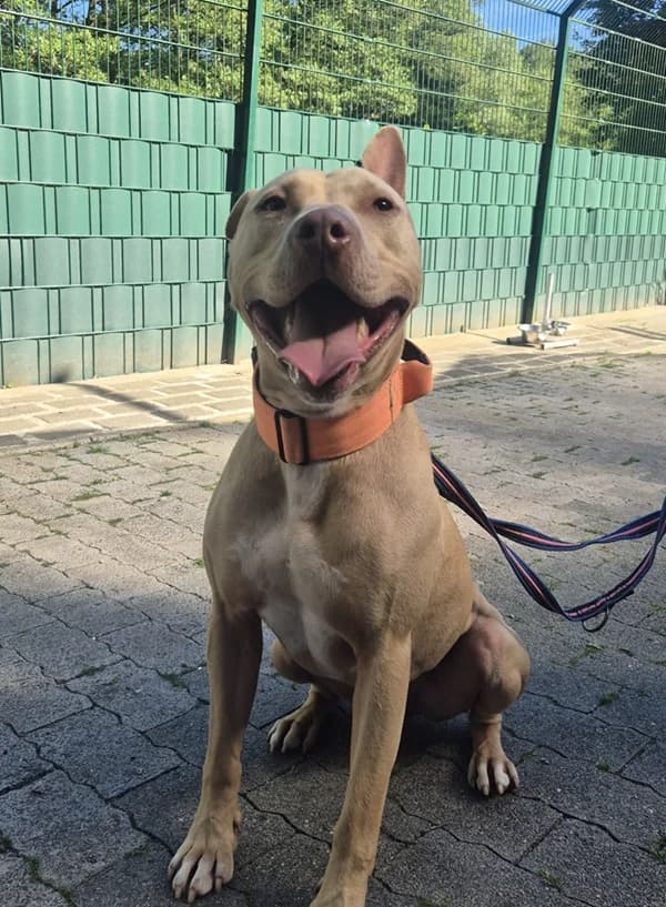 Leo, creme male Staffordshire Bull Terrier for adoption at Tierheim Wetzlar, Wetzlar
