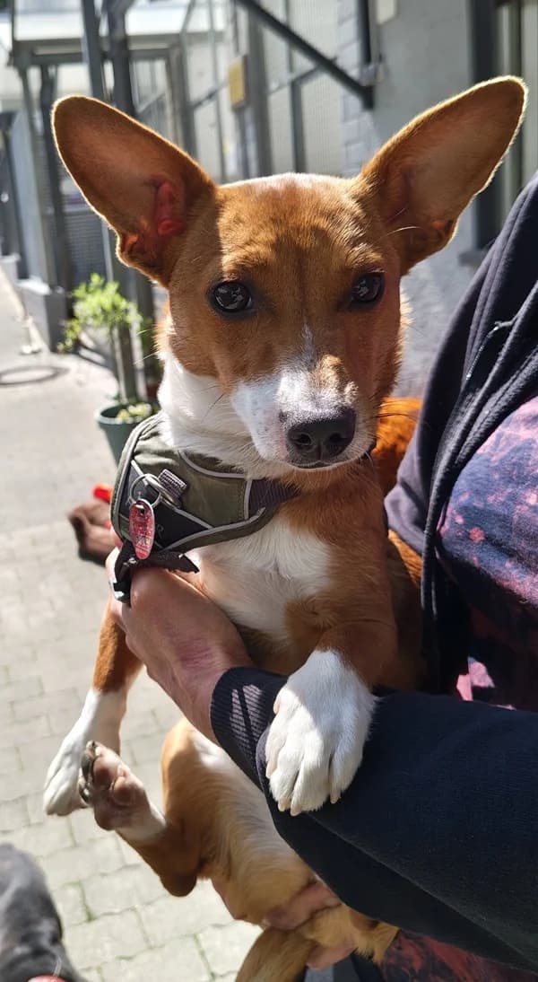 Lissy, braun female young Mixed Breed for adoption at Tierheim Wetzlar, Wetzlar