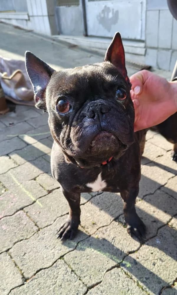 Mogli, schwarz male French Bulldog for adoption at Tierheim Wetzlar, Wetzlar