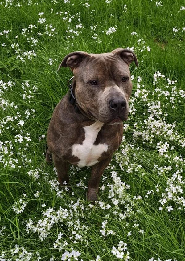 Luca, gestromt male young English Bulldog for adoption at Tierheim Wetzlar, Wetzlar