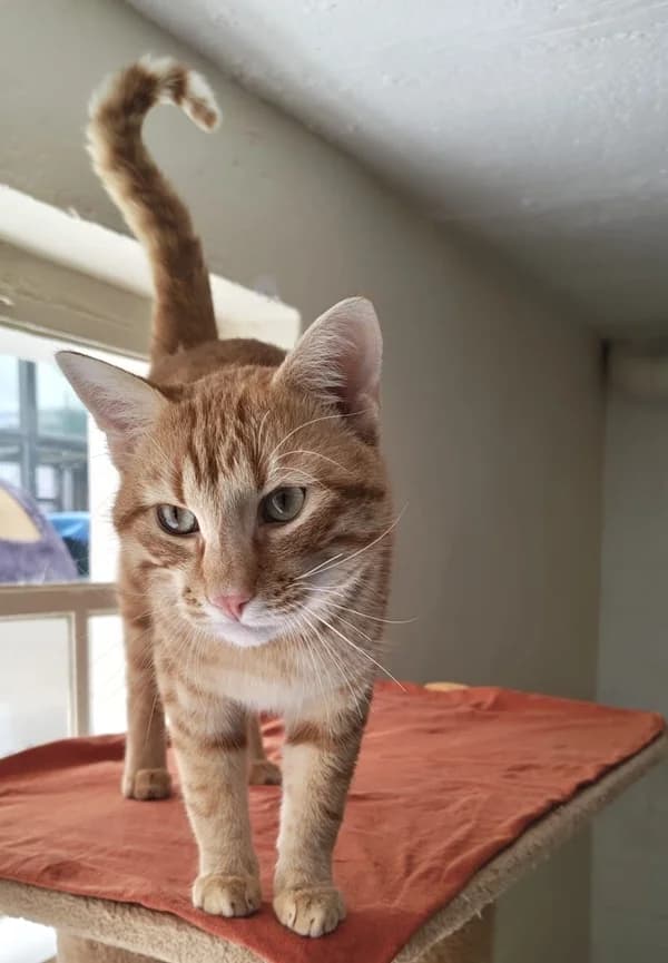 Monty, rot male European Shorthair for adoption at Tierheim Wetzlar, Wetzlar