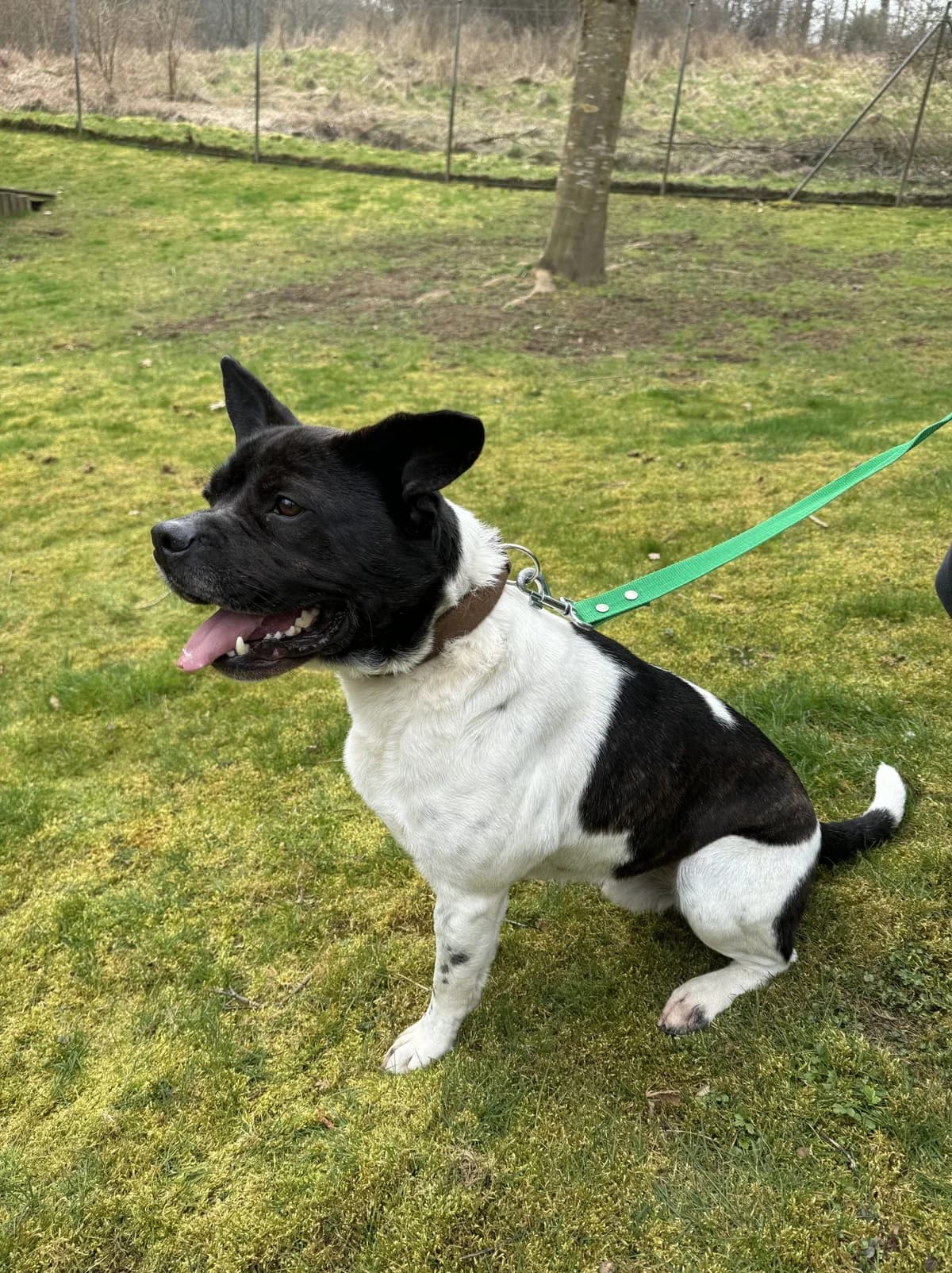 Nicky (Zum Training im Hundezentrum Snoopy), schwarz male 6yo Mixed Breed for adoption at Tierheim Wetzlar, Wetzlar