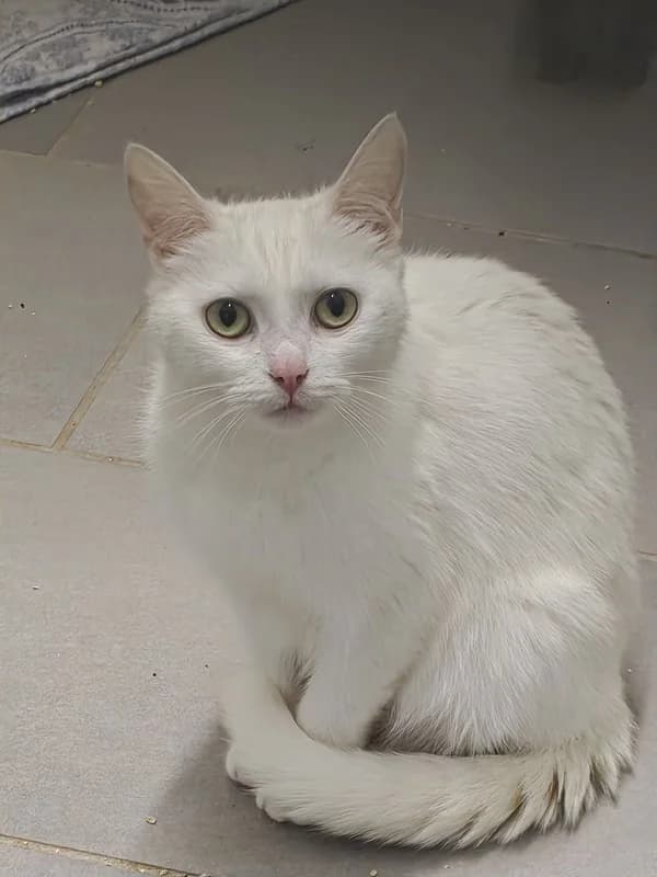 Pearl, female Mixed Breed for adoption at Tierheim Wetzlar, Wetzlar