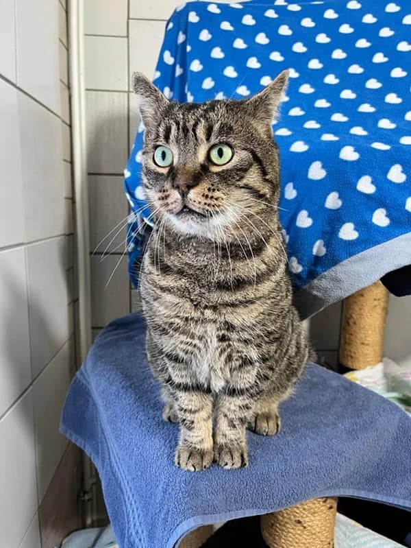 Scar, getigert male European Shorthair for adoption at Tierheim Wetzlar, Wetzlar