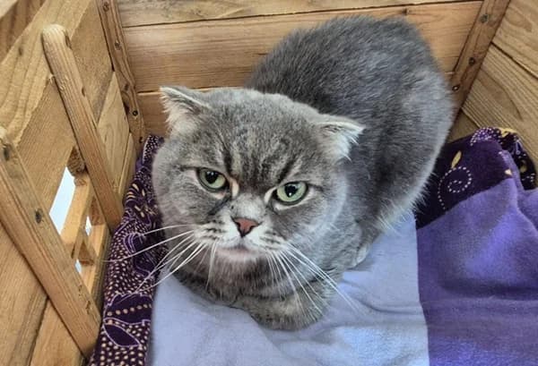 Shadow, blau male Scottish Fold for adoption at Tierheim Wetzlar, Wetzlar