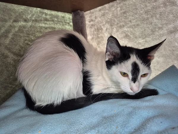 Stormy, female Mixed Breed for adoption at Tierheim Wetzlar, Wetzlar