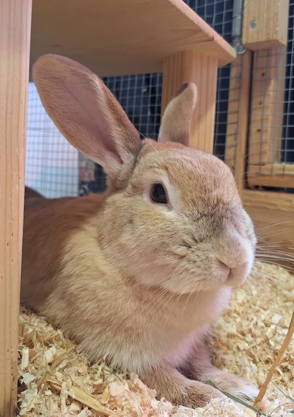 Sue, creme female Mixed Breed for adoption at Tierheim Wetzlar, Wetzlar