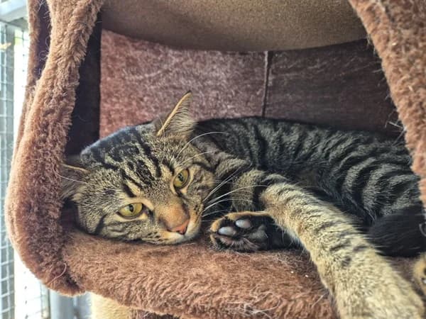 Thor, getigert male European Shorthair for adoption at Tierheim Wetzlar, Wetzlar