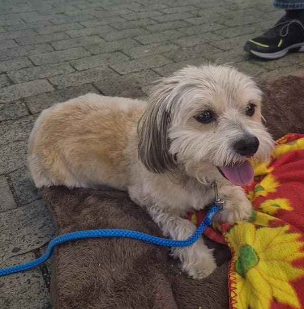 Tommy, creme male senior Maltese for adoption at Tierheim Wetzlar, Wetzlar