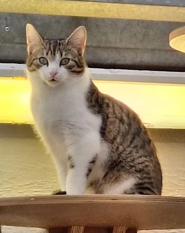 Wicked, getigert male European Shorthair for adoption at Tierheim Wetzlar, Wetzlar