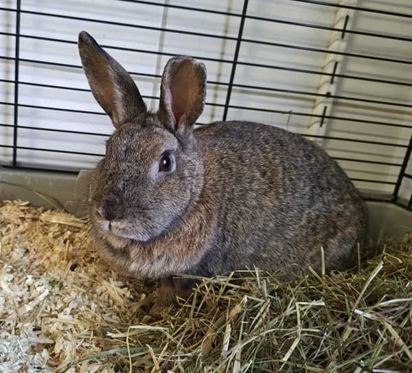 Zoe, female mixed breed for adoption at Tierheim Wetzlar, Wetzlar