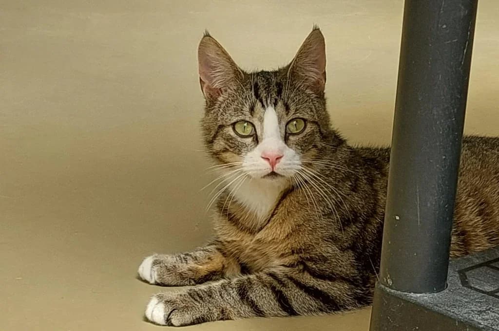 Benedikt, male Mixed Breed for adoption at Tierheim Wilhelmshaven, Wilhelmshaven