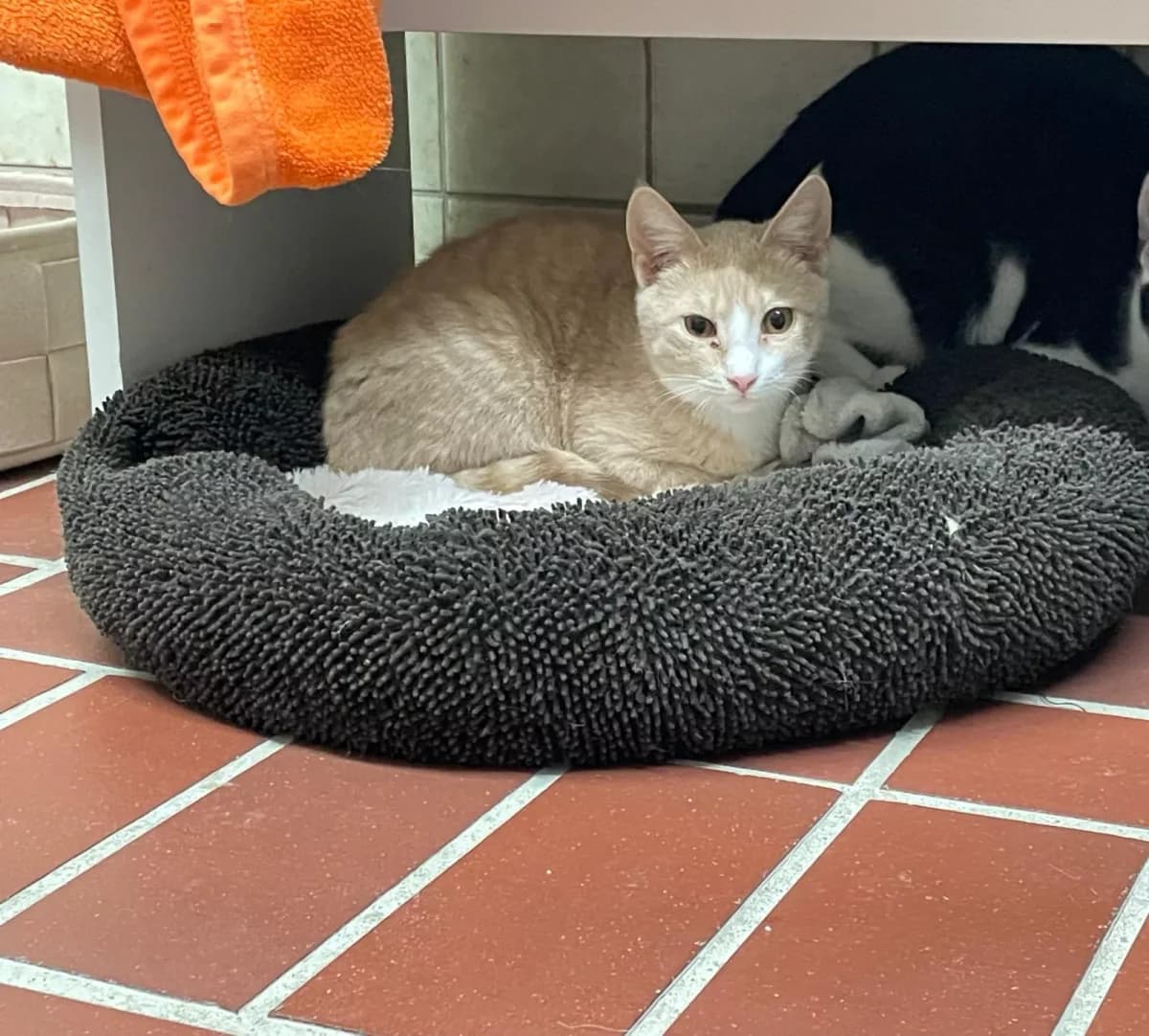 Hugo, male Mixed Breed for adoption at Tierheim Wilhelmshaven, Wilhelmshaven