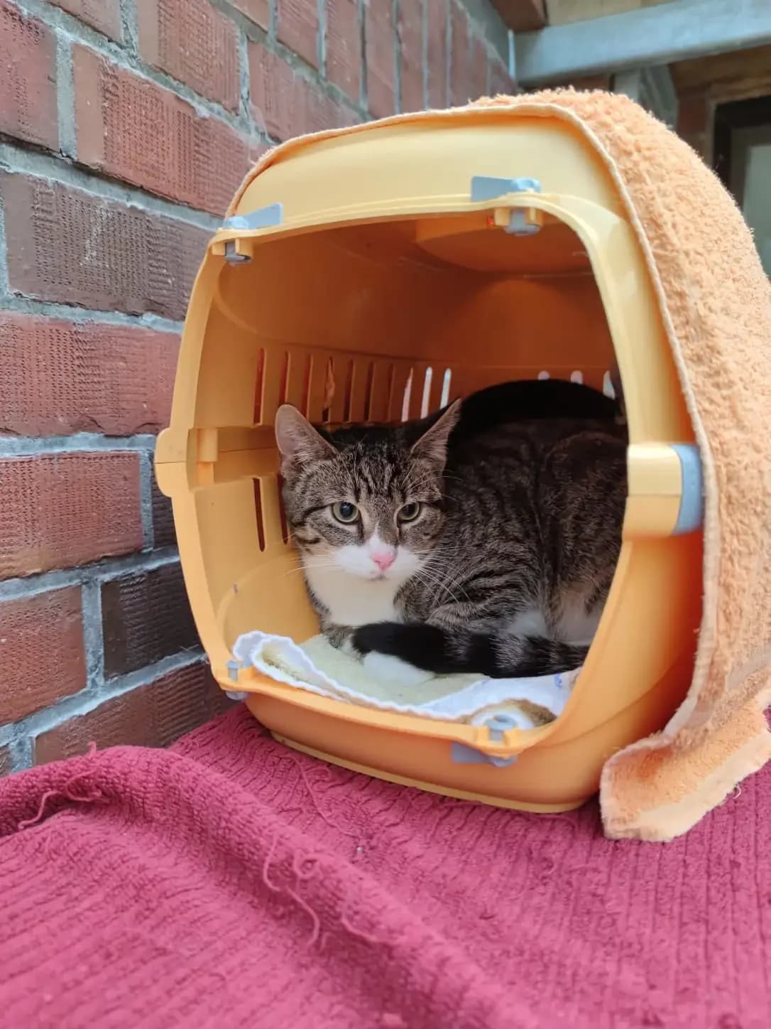 Gerd, male Mixed Breed for adoption at Tierheim Wilhelmshaven, Wilhelmshaven