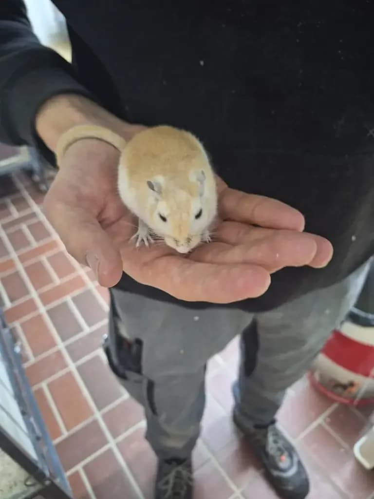 Speedy und Gonzales, male young Mixed Breed for adoption at Tierheim Wilhelmshaven, Wilhelmshaven