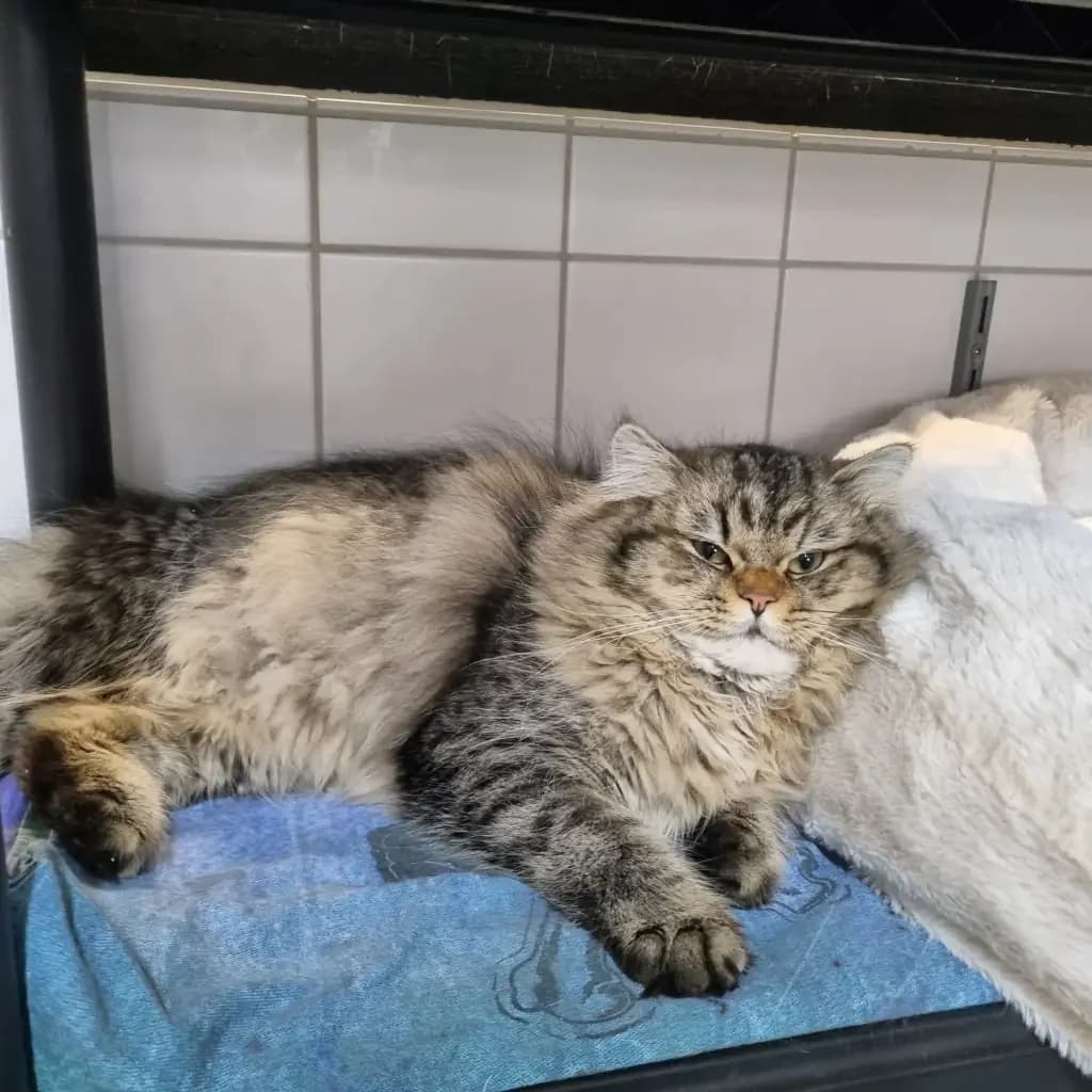 Sheldon, male Mixed Breed for adoption at Tierheim Wilhelmshaven, Wilhelmshaven