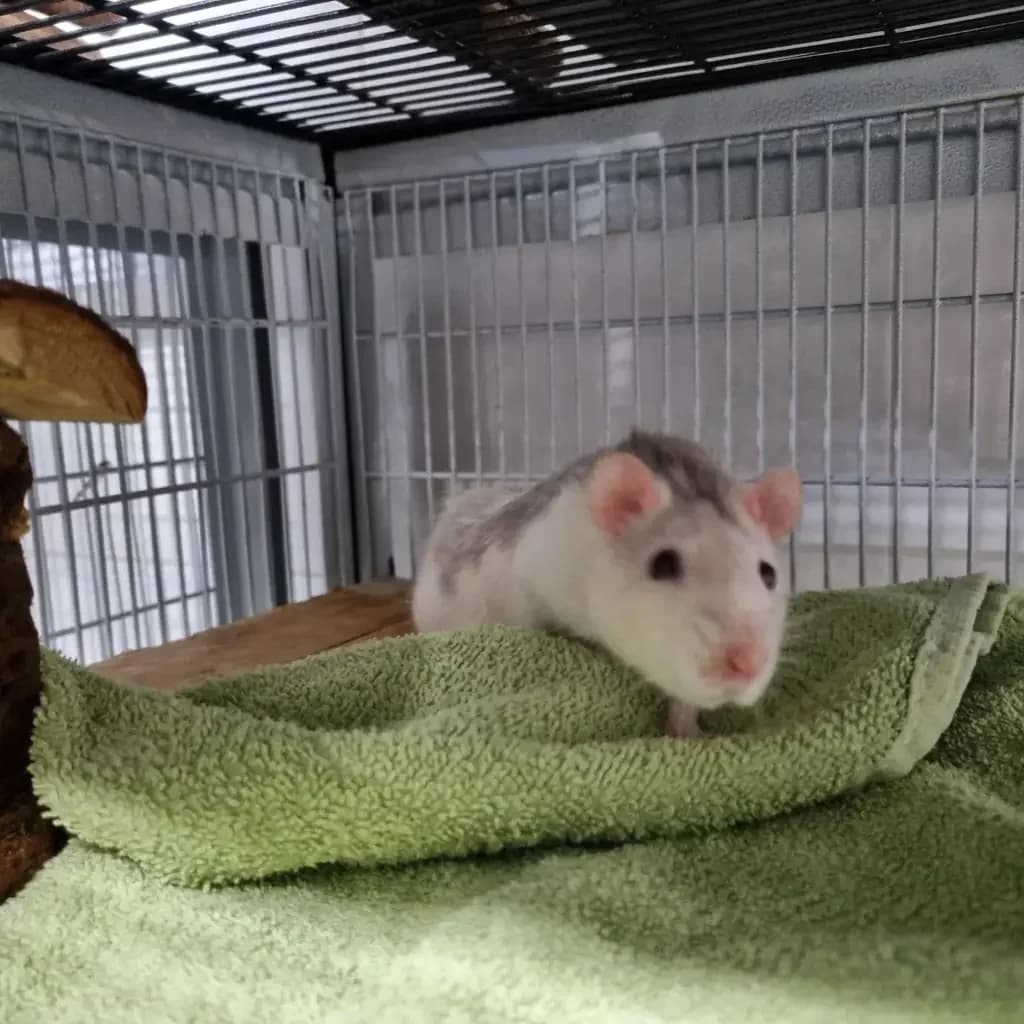 Manni,  Mixed Breed for adoption at Tierheim Wilhelmshaven, Wilhelmshaven