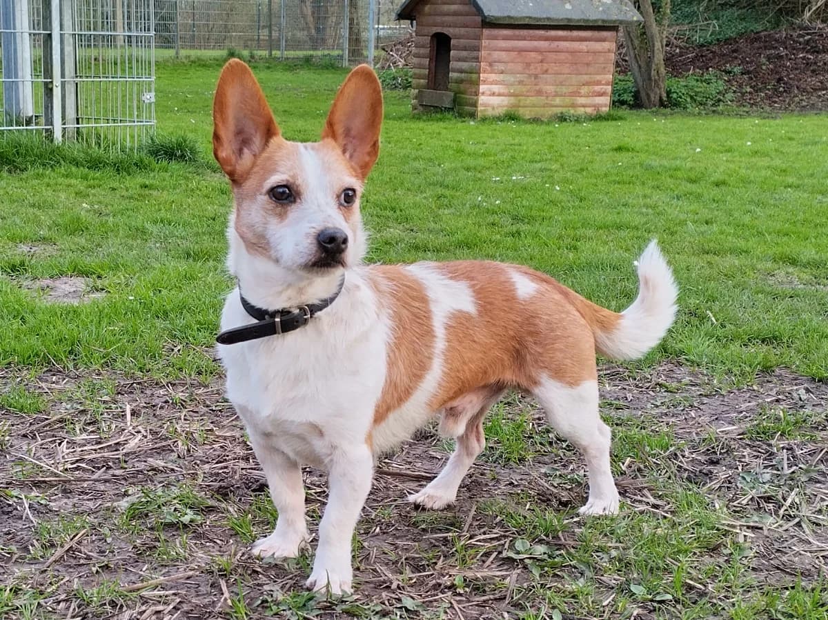 Donny, male Mixed Breed for adoption at Tierheim Wilhelmshaven, Wilhelmshaven
