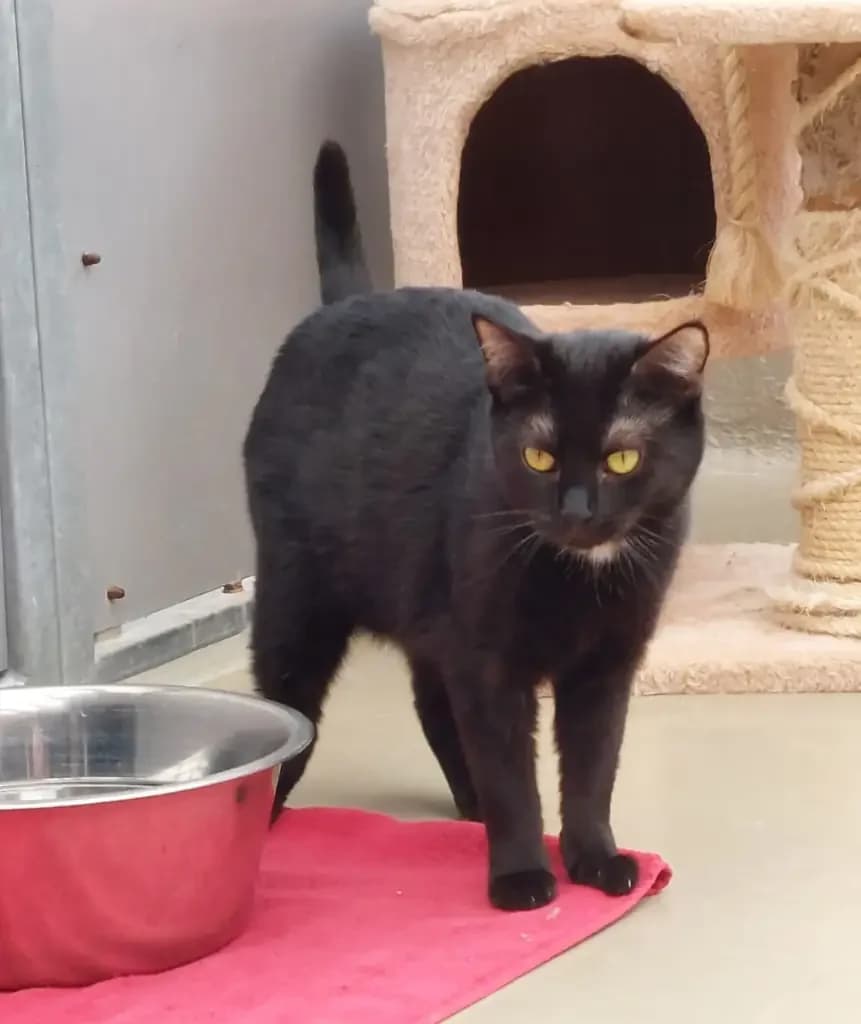 Lia,  Mixed Breed for adoption at Tierheim Wilhelmshaven, Wilhelmshaven