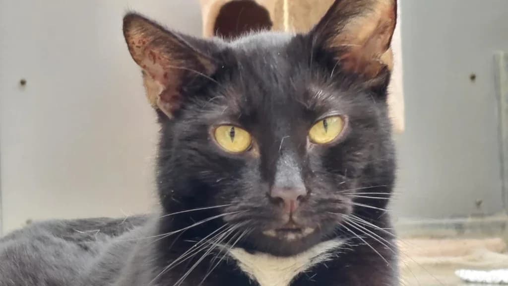 Tornado, male Mixed Breed for adoption at Tierheim Wilhelmshaven, Wilhelmshaven