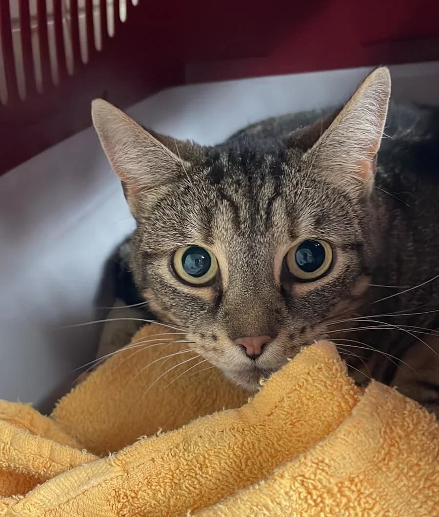 Tiffy,  Mixed Breed for adoption at Tierheim Wilhelmshaven, Wilhelmshaven