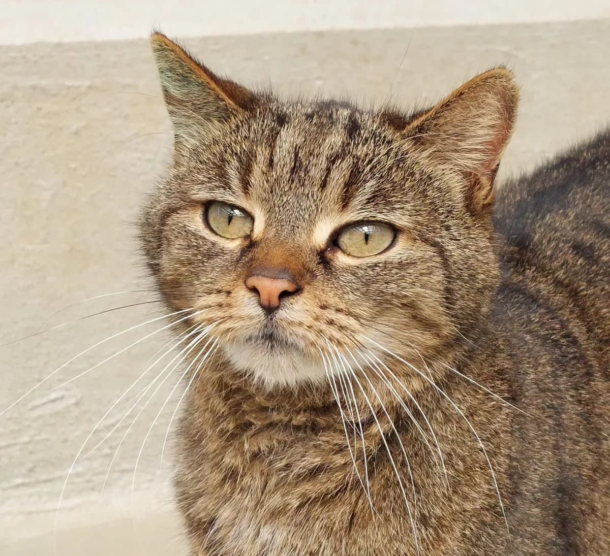 Schnuti,  4yo Mixed Breed for adoption at Tierheim Wilhelmshaven, Wilhelmshaven