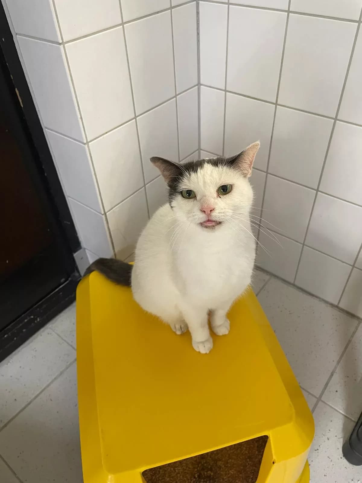 Mucki,  Mixed Breed for adoption at Tierheim Wilhelmshaven, Wilhelmshaven