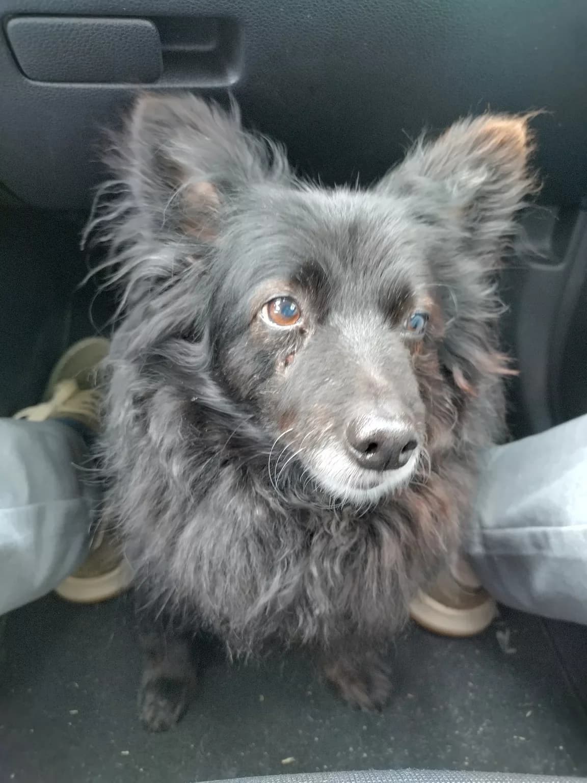 MOTTE,  senior Mixed Breed for adoption at Tierheim Wilhelmshaven, Wilhelmshaven