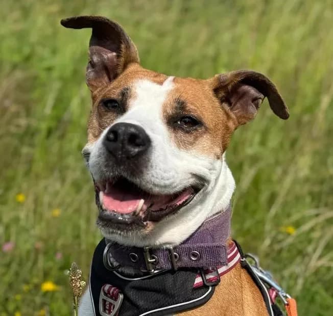 LILLY,  senior Mixed Breed for adoption at Tierheim Wilhelmshaven, Wilhelmshaven