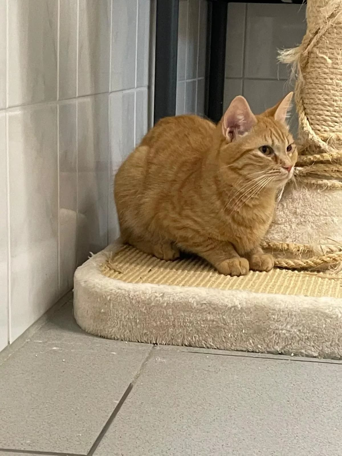 Kyan, male Mixed Breed for adoption at Tierheim Wilhelmshaven, Wilhelmshaven