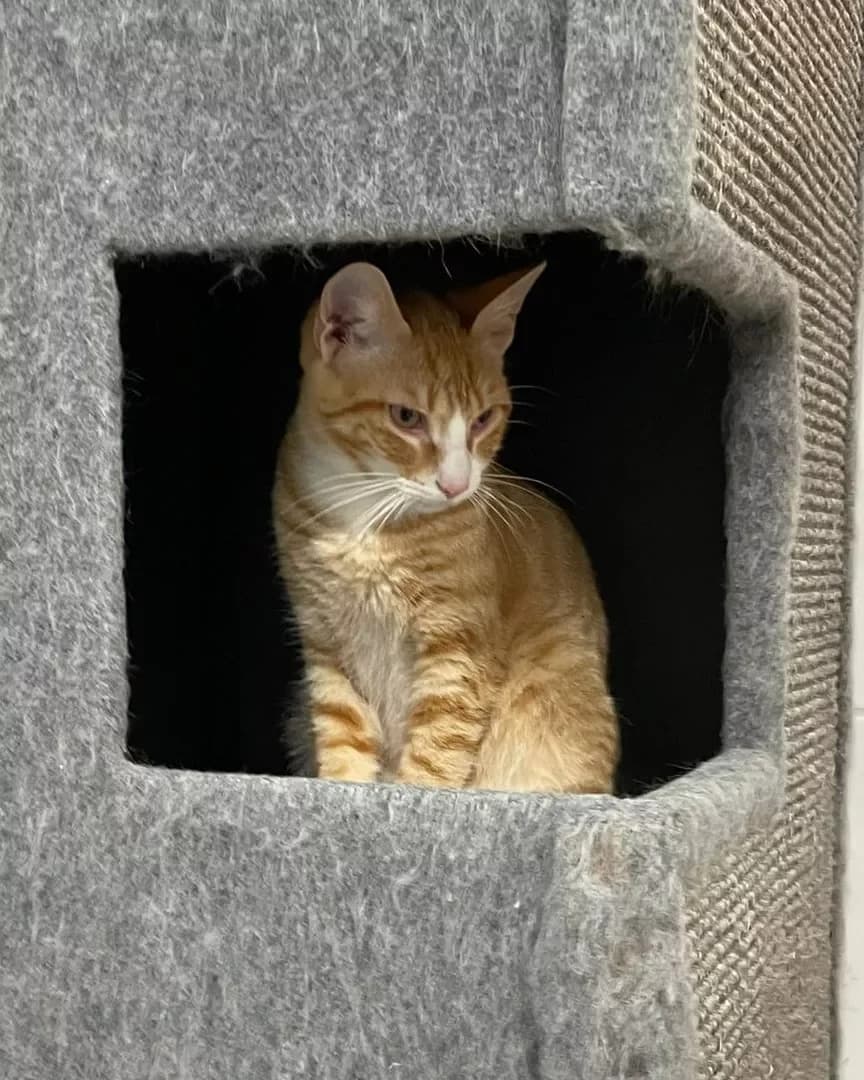 Edgar, male Mixed Breed for adoption at Tierheim Wilhelmshaven, Wilhelmshaven