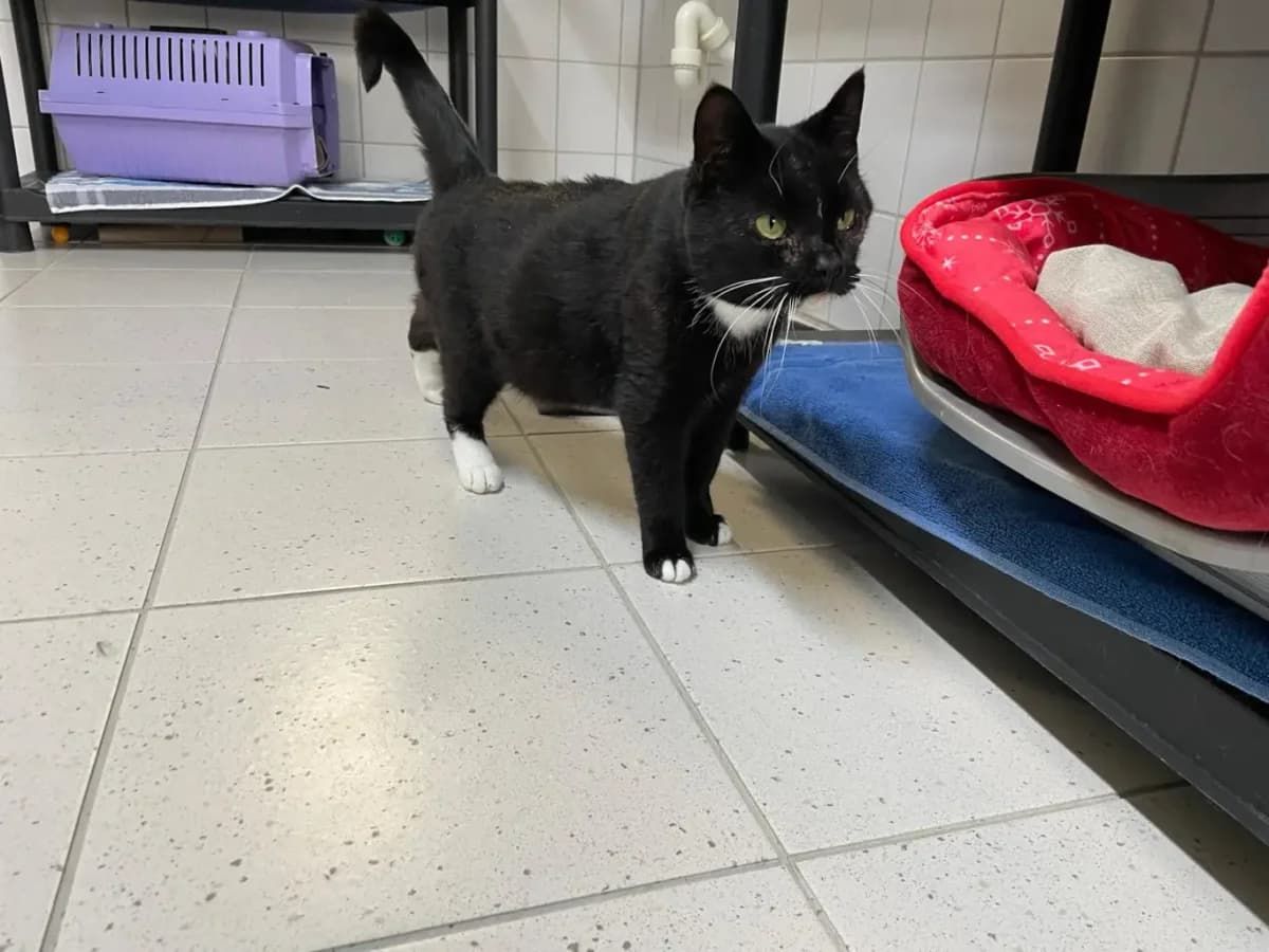 Donald, male Mixed Breed for adoption at Tierheim Wilhelmshaven, Wilhelmshaven