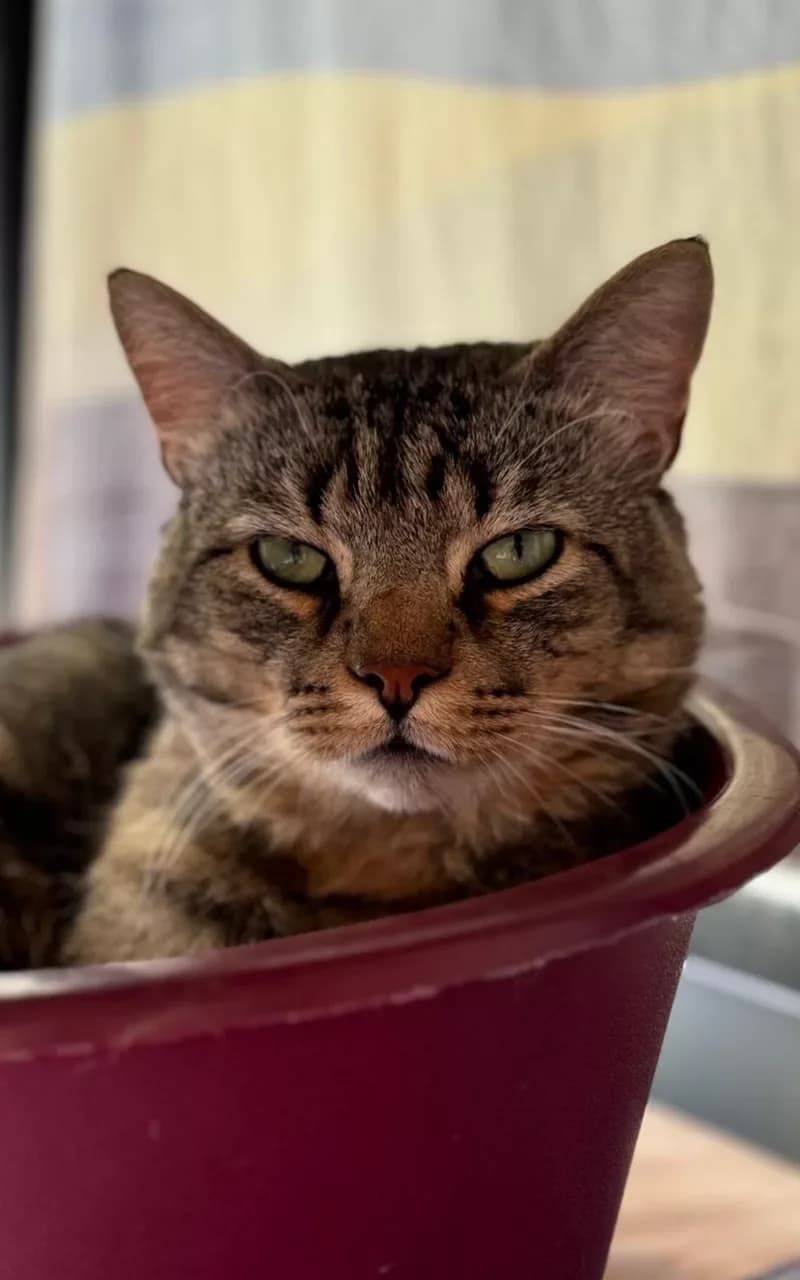 Claus, male Mixed Breed for adoption at Tierheim Wilhelmshaven, Wilhelmshaven