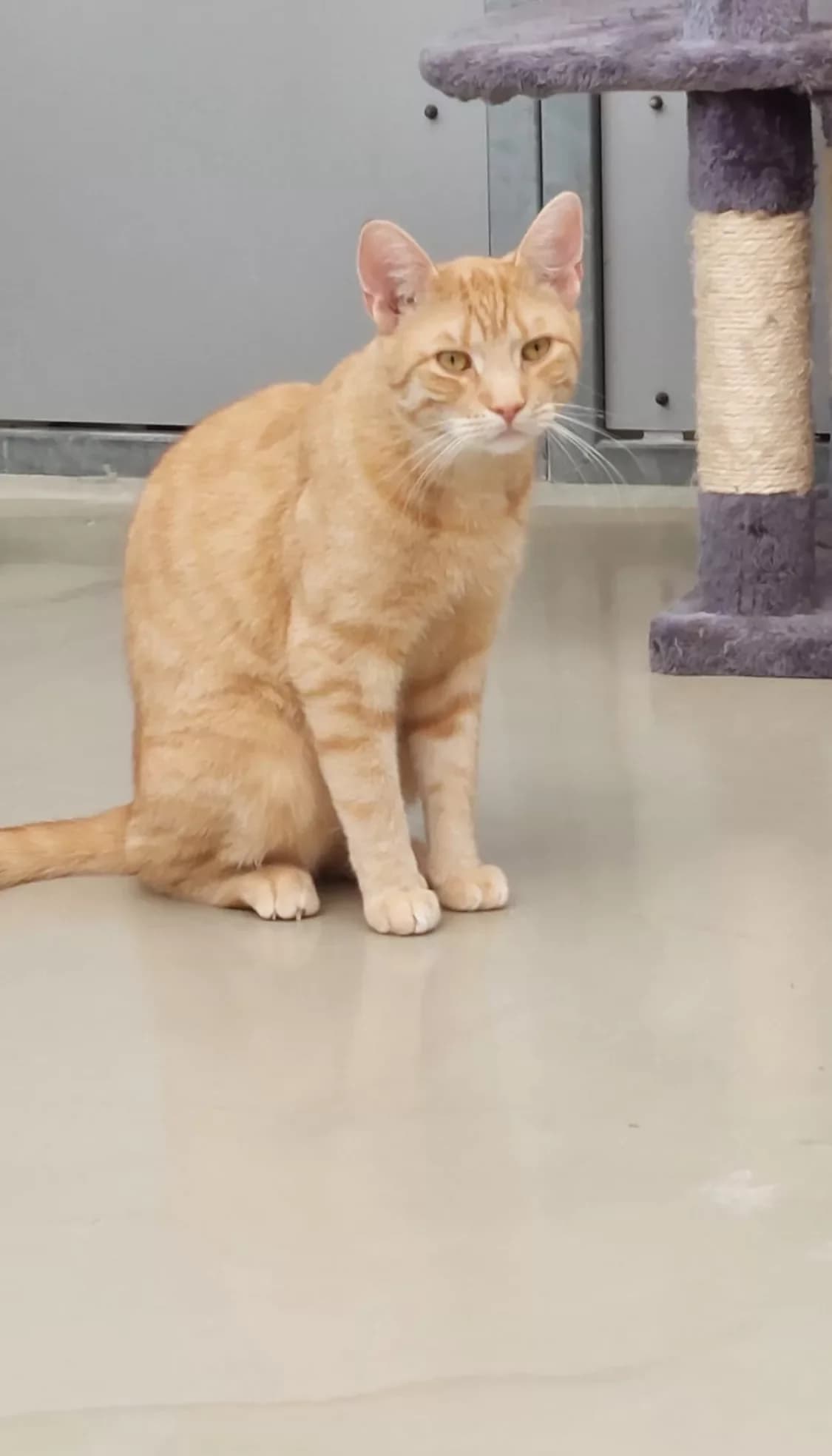 Bürgermeister Tette, male Mixed Breed for adoption at Tierheim Wilhelmshaven, Wilhelmshaven