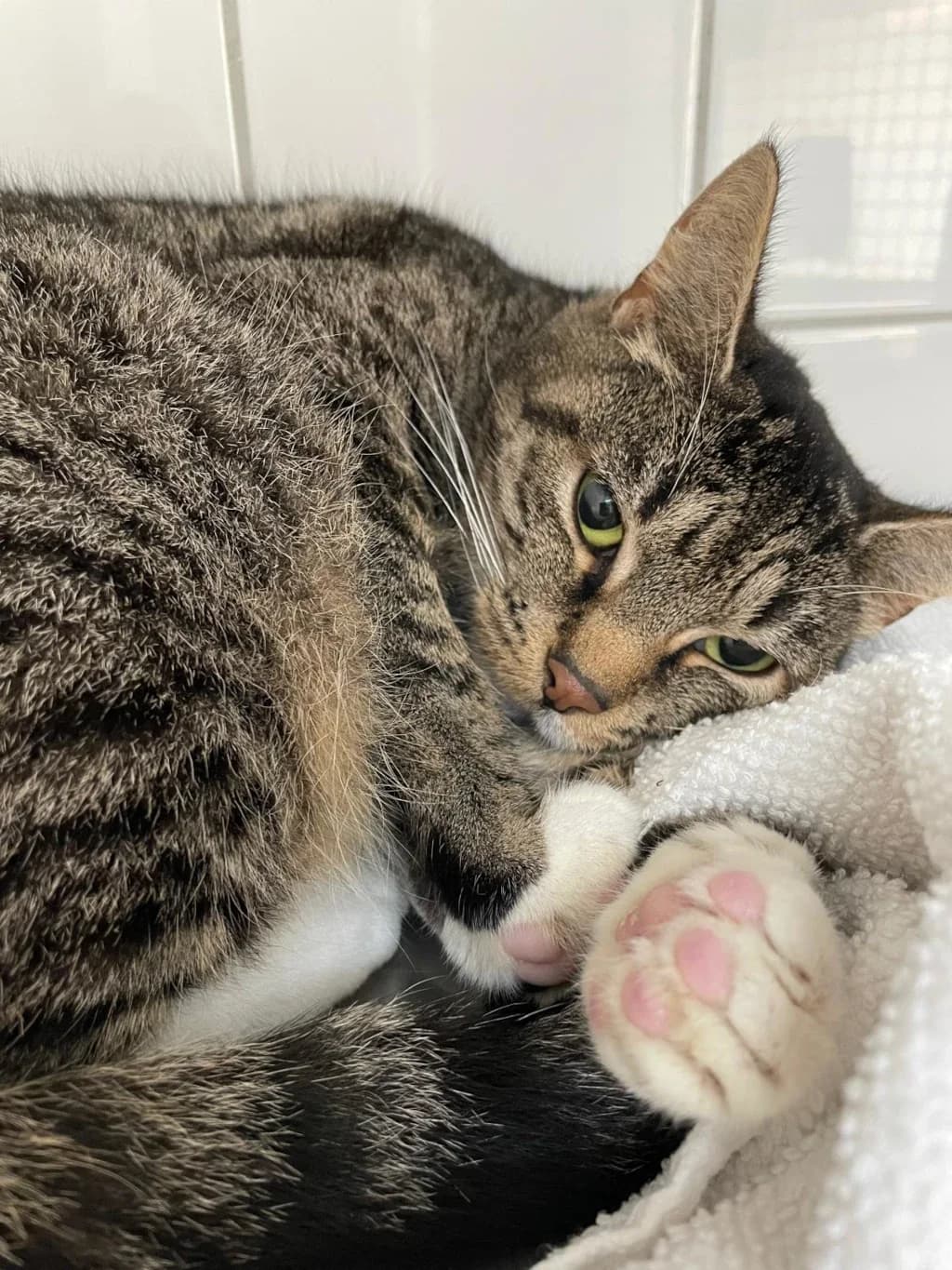 Justine,  Mixed Breed for adoption at Tierheim Wilhelmshaven, Wilhelmshaven