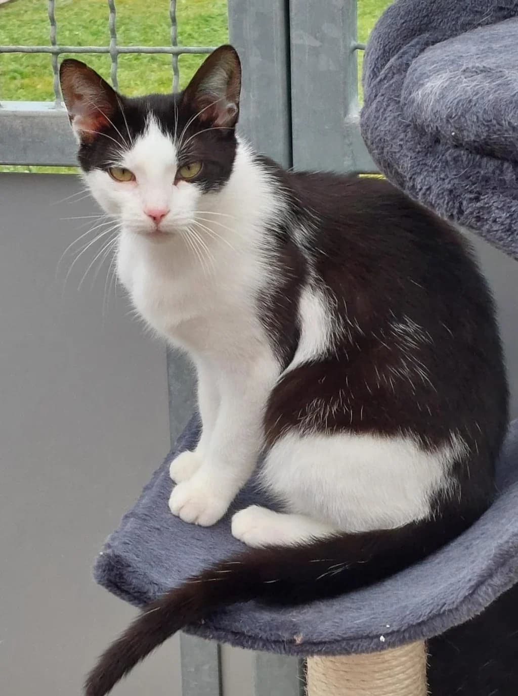 Tine,  young Mixed Breed for adoption at Tierheim Wilhelmshaven, Wilhelmshaven
