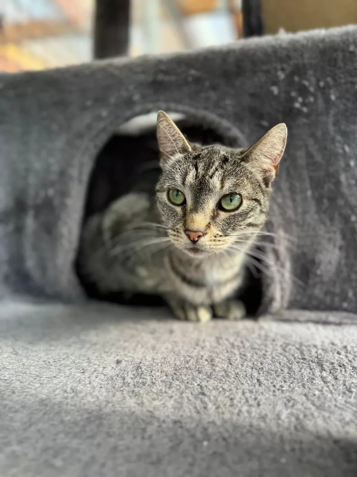 Nischa,  Mixed Breed for adoption at Tierheim Wilhelmshaven, Wilhelmshaven