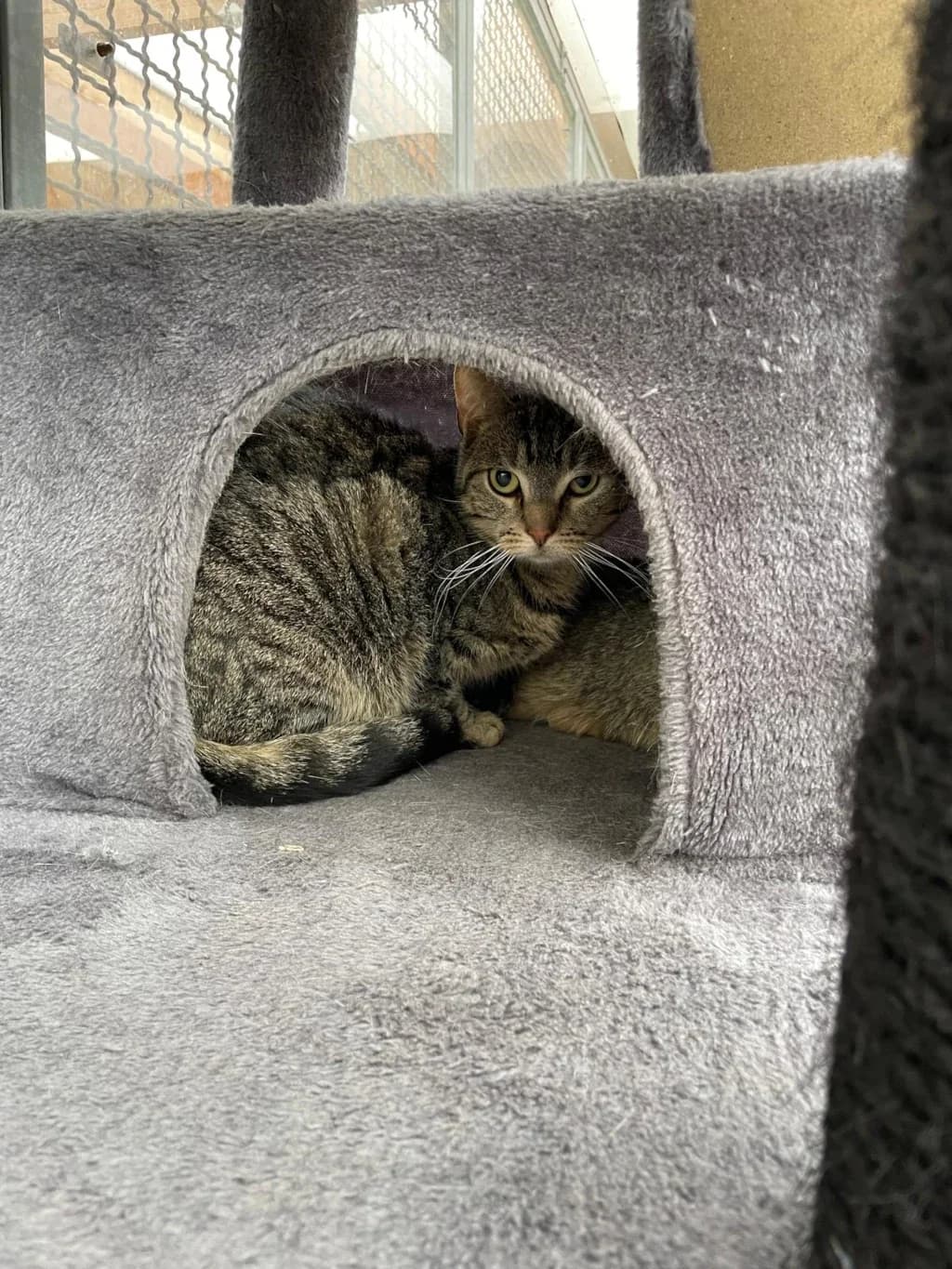 Olaf, male Mixed Breed for adoption at Tierheim Wilhelmshaven, Wilhelmshaven