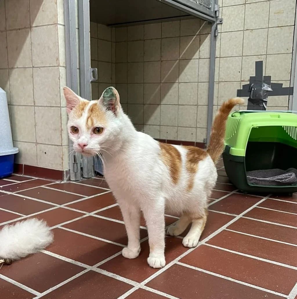 Marten,  young Mixed Breed for adoption at Tierheim Wilhelmshaven, Wilhelmshaven