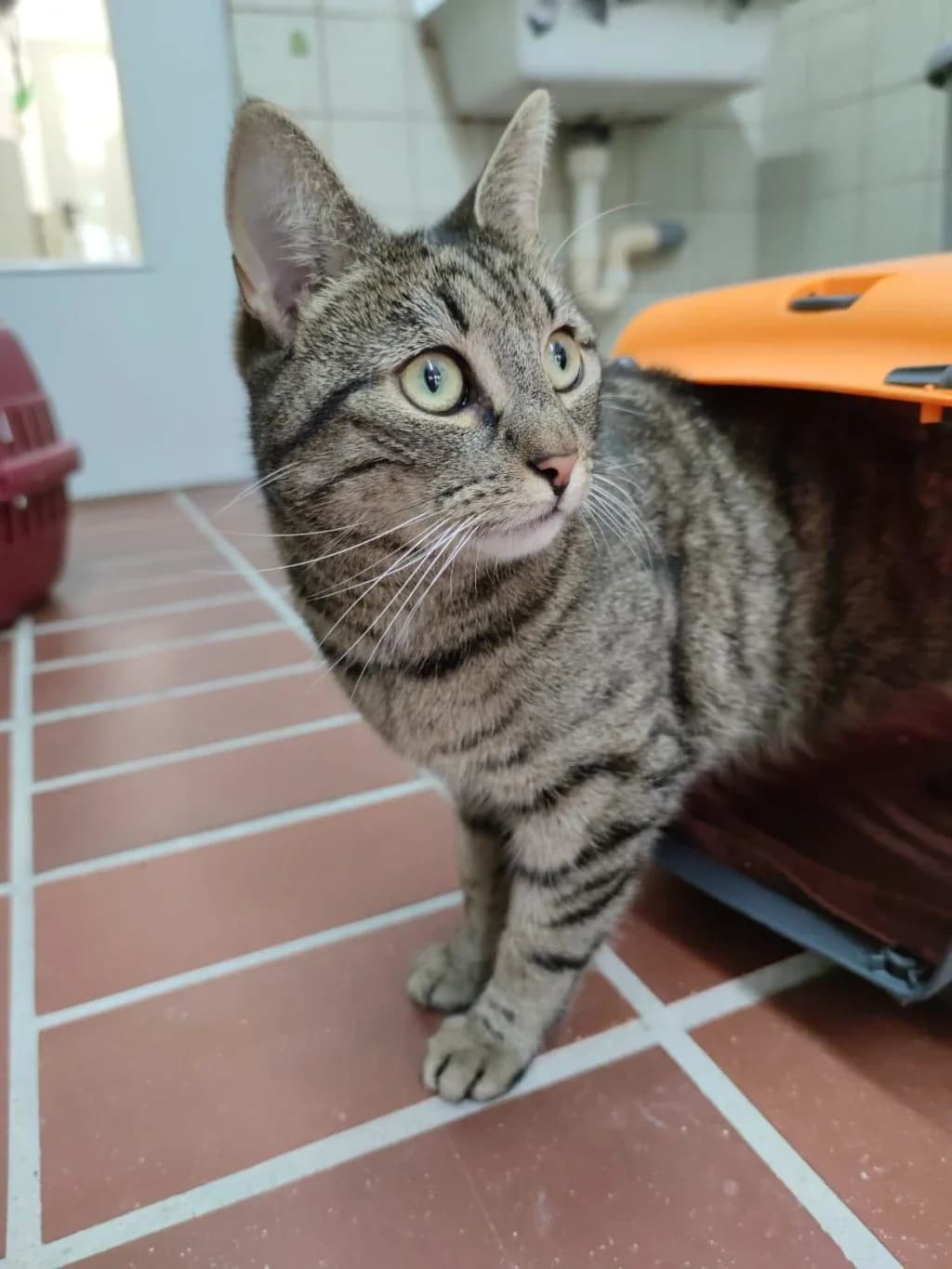 Maya,  3yo Mixed Breed for adoption at Tierheim Wilhelmshaven, Wilhelmshaven