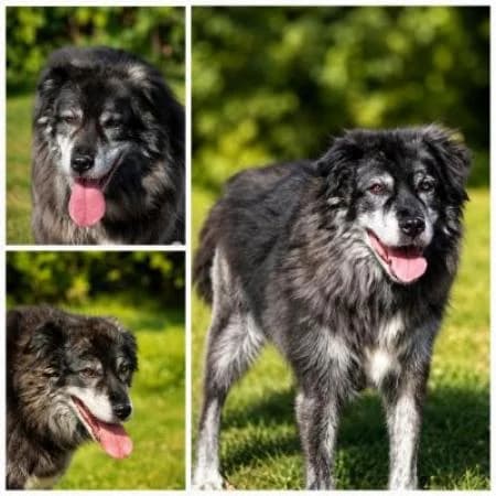 Aleska, female senior Mixed Breed for adoption at Tierheim Wiesbaden, Wiesbaden