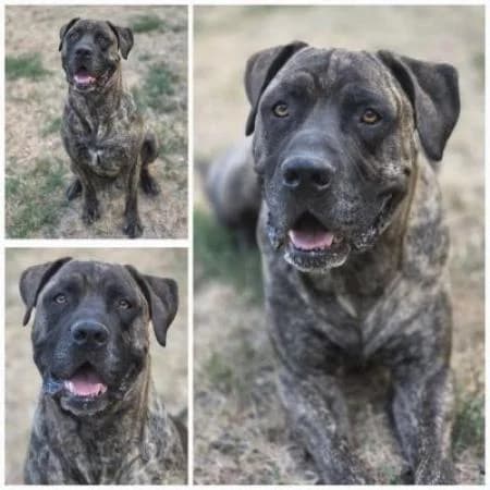 Santos, male 5yo Presa Canario for adoption at Tierheim Wiesbaden, Wiesbaden