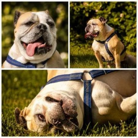 Ebby, female English Bulldog for adoption at Tierheim Wiesbaden, Wiesbaden
