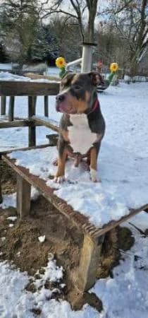 Bachi Vermittlung von Privat,  senior Mixed Breed for adoption at Tierheim Wiesbaden, Wiesbaden