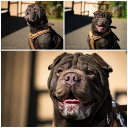 Mister, male Shar Pei for adoption at Tierheim Wiesbaden, Wiesbaden