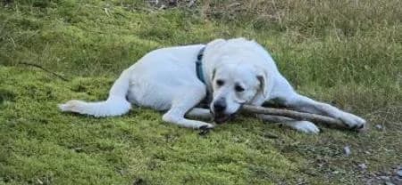 Marlon Vermittlung von Privat, female Mixed Breed for adoption at Tierheim Wiesbaden, Wiesbaden