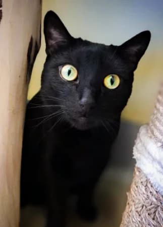 Machello, male Domestic Shorthair for adoption at Tierheim Wiesbaden, Wiesbaden